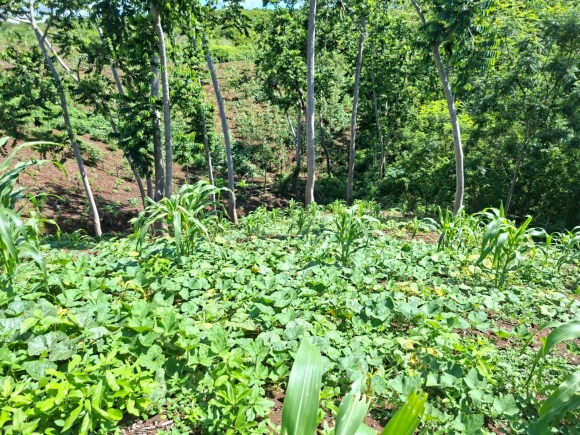 VUE MER & PETIT PRIX : VOTRE FUTUR ÉCRIN À NOSY BE