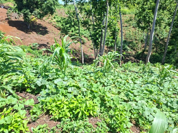 VUE MER & PETIT PRIX : VOTRE FUTUR ÉCRIN À NOSY BE