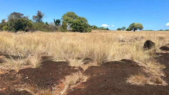 ​À vendre : Terrain plat en bord de plage sur une île paradisiaque !