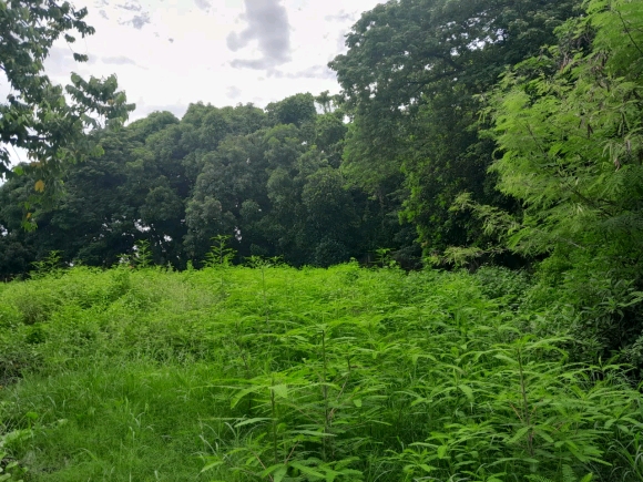 Terrain à bâtir idéalement situé !