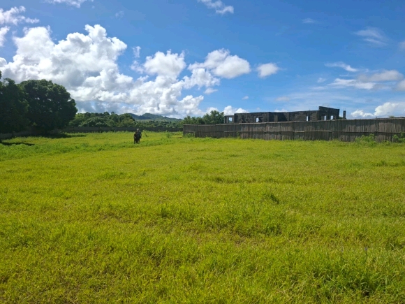 Opportunité foncière : 3 350 m² de potentiel pur face à la mangrove
