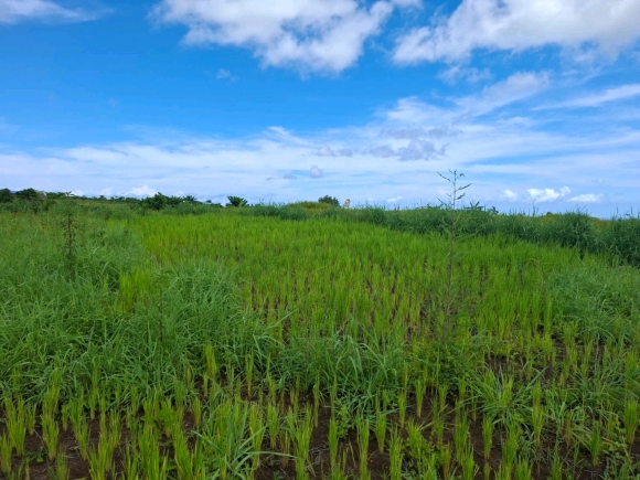 OPPORTUNITE D'INVESTISSEMENT: Domaine Résidentiel Vue Mer