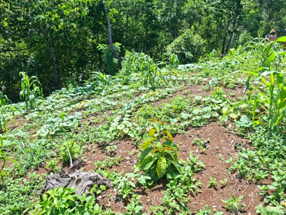 VUE MER & PETIT PRIX : VOTRE FUTUR ÉCRIN À NOSY BE