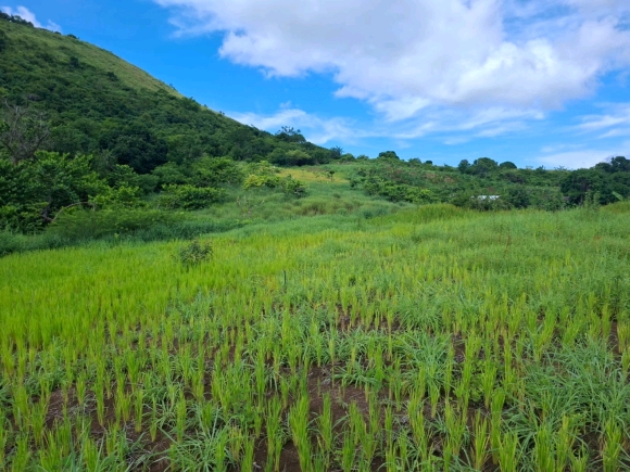 OPPORTUNITE D'INVESTISSEMENT: Domaine Résidentiel Vue Mer