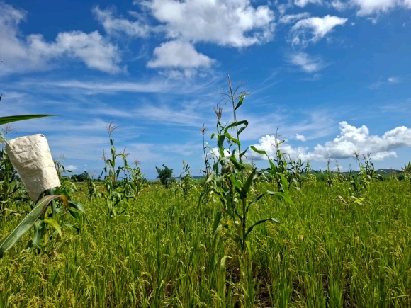 OPPORTUNITE D'INVESTISSEMENT: Domaine Résidentiel Vue Mer