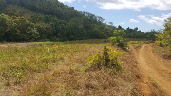 Terrain agricole comprenant une rizière, des plants d'ylang et de caféier