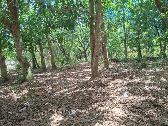 Terrain proche de la mer au Nord de Nosy Be