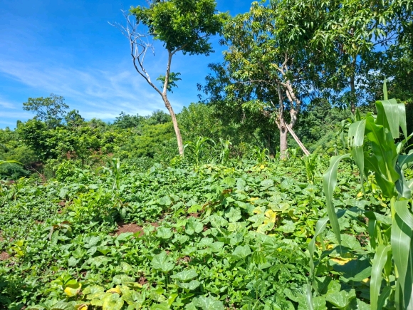 VUE MER & PETIT PRIX : VOTRE FUTUR ÉCRIN À NOSY BE