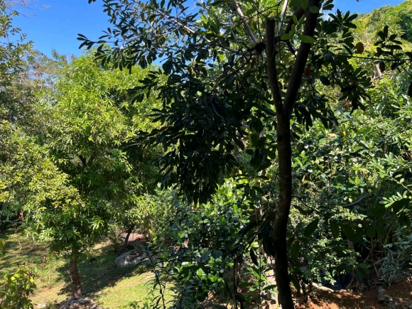 À VENDRE – Magnifique propriété à 20 m de la plage sur Nosy Komba